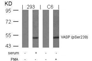 Western blot analysis of extracts from serum-treated 293 and PMA-treated C6 cells using VASP(Phospho-Ser239) Antibody. (VASP 抗体  (pSer238))