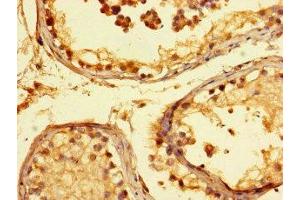 Immunohistochemistry of paraffin-embedded human testis tissue using ABIN7157230 at dilution of 1:100 (KANSL1 抗体  (AA 815-1086))