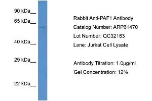 Western Blotting (WB) image for anti-Paf1, RNA Polymerase II Associated Factor, Homolog (PAF1) (C-Term) antibody (ABIN2788814) (PAF1/PD2 抗体  (C-Term))