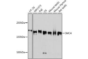 Western blot analysis of extracts of various cell lines, using SMC4 Rabbit mAb (ABIN7270618) at 1:1000 dilution. (SMC4 抗体)