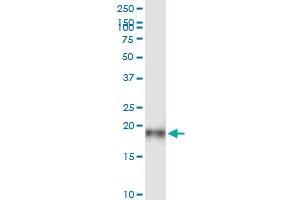Immunoprecipitation of IFITM3 transfected lysate using anti-IFITM3 MaxPab rabbit polyclonal antibody and Protein A Magnetic Bead , and immunoblotted with IFITM3 purified MaxPab mouse polyclonal antibody (B01P) . (IFITM3 抗体  (AA 1-133))