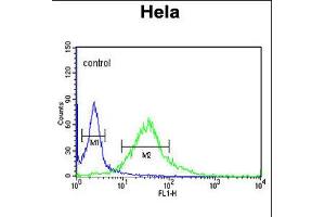 Flow cytometric analysis of Hela cells (right histogram) compared to a negative control cell (left histogram). (Fibromodulin 抗体  (C-Term))