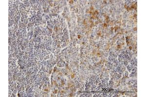 Immunoperoxidase of purified MaxPab antibody to FCGR2B on formalin-fixed paraffin-embedded human tonsil.