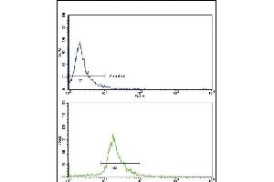 Flow cytometric analysis of NCI- cells using C Antibody (Center )(bottom histogram) compared to a negative control cell (top histogram). (Endoglin 抗体  (AA 380-409))