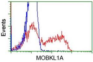 HEK293T cells transfected with either RC206337 overexpress plasmid (Red) or empty vector control plasmid (Blue) were immunostained by anti-MOBKL1A antibody (ABIN2453310), and then analyzed by flow cytometry. (MOBKL1A 抗体)