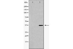 Western blot analysis of extracts of 193T , using PARD6A antibody. (PARD6A 抗体  (N-Term))