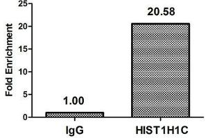 Chromatin Immunoprecipitation Hela (10 6 , treated with 30 mM sodium butyrate for 4h) were treated with Micrococcal Nuclease, sonicated, and immunoprecipitated with 5 μg anti-HIST1H1C (ABIN7139194) or a control normal rabbit IgG. (HIST1H1C 抗体  (acLys74))