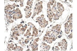 MOSPD3 antibody was used for immunohistochemistry at a concentration of 4-8 ug/ml to stain Skeletal muscle cells (arrows) in Human Muscle. (MOSPD3 抗体  (C-Term))