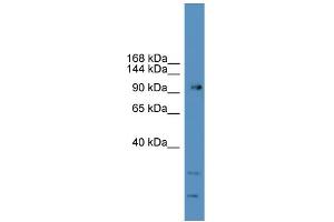 WB Suggested Anti-GRM7 Antibody Titration: 0.