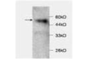 Image no. 1 for anti-Chemokine (C-C Motif) Ligand 2 (CCL2) antibody (ABIN791499) (CCL2 抗体)