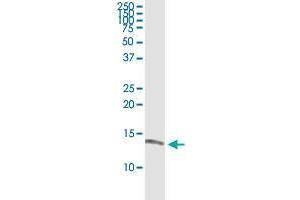 ISCA1 monoclonal antibody (M02), clone 1A11. (ISCA1 抗体  (AA 1-129))