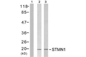 Western blot analysis of extracts from Jurkat cells untreated or treated with PMA (1ng/ml, 5min) or H 2 O 2 , using Stathmin 1 (Ab-15) antibody (E021227). (Stathmin 1 抗体)