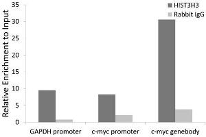 Chromatin Immunoprecipitation (ChIP) image for anti-Histone 3 (H3) (C-Term) antibody (ABIN3023243)