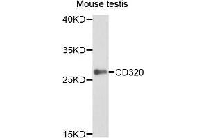 Western blot analysis of extracts of mouse testis, using CD320 antibody (ABIN5995829) at 1/1000 dilution. (CD320 抗体)