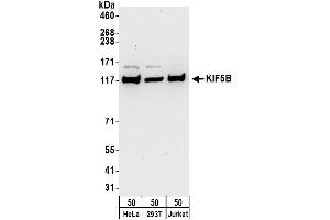 Western Blotting (WB) image for anti-Kinesin Family Member 5B (KIF5B) (AA 913-963) antibody (ABIN7451001)
