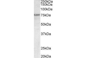 ABIN2560853 (0. (TCP1 alpha/CCTA 抗体)