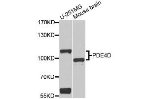 Western blot analysis of extracts of various cell lines, using PDE4D antibody. (PDE4D 抗体)
