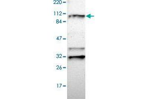 Western blot analysis of Human cell line RT-4 with RNF213 polyclonal antibody  at 1:100-1:250 dilution. (RNF213 抗体)