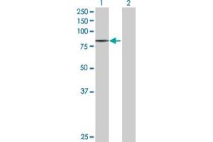 Western Blot analysis of QARS expression in transfected 293T cell line by QARS MaxPab polyclonal antibody. (QARS 抗体  (AA 1-775))