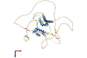 Oct-2 Protein (AA 1-479) (His tag)