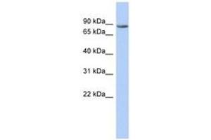 Image no. 1 for anti-Transmembrane and Tetratricopeptide Repeat Containing 1 (TMTC1) (AA 683-732) antibody (ABIN6743518) (TMTC1 抗体  (AA 683-732))