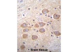 PCDH1 Antibody (N-term) immunohistochemistry analysis in formalin fixed and paraffin embedded human brain tissue followed by peroxidase conjugation of the secondary antibody and DAB staining. (Protocadherin 1 抗体  (N-Term))