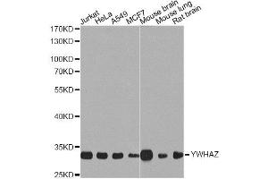 Western blot analysis of extracts of various cell lines, using YWHAZ Antibody. (14-3-3 zeta 抗体  (C-Term))