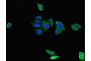 Immunofluorescent analysis of HepG2 cells using ABIN7152373 at dilution of 1:100 and Alexa Fluor 488-congugated AffiniPure Goat Anti-Rabbit IgG(H+L) (CAPZA1 抗体  (AA 211-252))