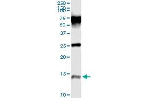 Immunoprecipitation of PI3 transfected lysate using anti-PI3 monoclonal antibody and Protein A Magnetic Bead , and immunoblotted with PI3 monoclonal antibody. (PI3 抗体  (AA 1-117))