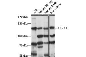 Western blot analysis of extracts of various cell lines, using OGDHL antibody (ABIN7269135) at 1:1000 dilution. (OGDHL 抗体  (AA 1-110))