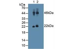 Figure. (Pituitary Adenylate Cyclase Activating Peptide (AA 17-176) 抗体)