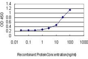 Detection limit for recombinant GST tagged FOXF2 is approximately 0. (FOXF2 抗体  (AA 346-443))