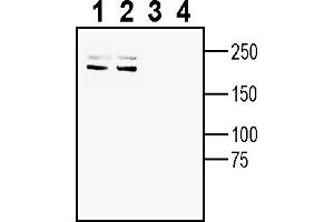 anti-Plexin A4 (PLXNA4) (AA 201-215), (Extracellular) antibody