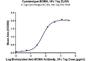ELISA image for Tumor Necrosis Factor Receptor Superfamily, Member 17 (TNFRSF17) (AA 1-53) protein (Fc Tag) (ABIN7273936)