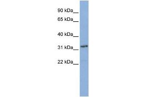 Western Blotting (WB) image for anti-Small Nuclear RNA Activating Complex, Polypeptide 2, 45kDa (SNAPC2) antibody (ABIN2457896) (SNAPC2 抗体)