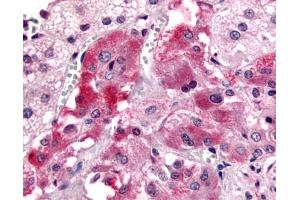 Anti-GPR108 antibody IHC of human adrenal, medulla. (GPR108 抗体  (Cytoplasmic Domain))
