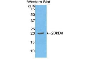 Western Blotting (WB) image for anti-Interleukin 1, beta (IL1B) (AA 103-260) antibody (ABIN3208373) (IL-1 beta 抗体  (AA 103-260))