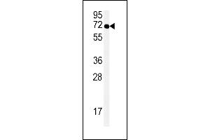 SPT13 Antibody (Center) (ABIN651695 and ABIN2840364) western blot analysis in Hela cell line lysates (35 μg/lane).