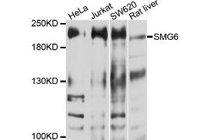 Western blot analysis of extracts of various cell lines, using SMG6 antibody (ABIN6003839) at 1/1000 dilution. (SMG6 抗体)