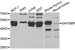 Western blot analysis of extracts of various cell lines, using SAP30BP antibody.