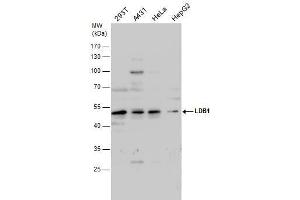 WB Image LDB1 antibody detects LDB1 protein by western blot analysis. (LIM Domain Binding 1 Protein 抗体)
