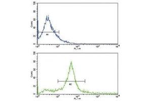 Flow cytometric analysis of 293 cells using HER3 antibody (bottom histogram) compared to a negative control (top histogram). (ERBB3 抗体  (AA 24-55))
