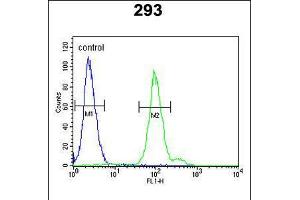 Flow cytometric analysis of 293 cells (right histogram) compared to a negative control cell (left histogram). (Complement Factor B 抗体  (AA 469-494))
