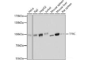 Western blot analysis of extracts of various cell lines using TFRC Polyclonal Antibody at dilution of 1:3000. (Transferrin Receptor 抗体)