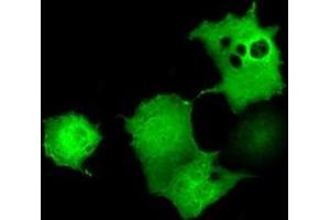 Anti-UBXN10 mouse monoclonal antibody (ABIN2453762) immunofluorescent staining of COS7 cells transiently transfected by pCMV6-ENTRY UBXN10 (RC208225). (UBXN10 抗体)