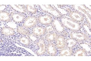 Detection of NRGN in Human Kidney Tissue using Monoclonal Antibody to Neurogranin (NRGN) (Neurogranin 抗体  (AA 1-67))