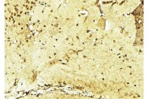 ABIN6268907 at 1/100 staining Mouse brain tissue by IHC-P. (p300 抗体  (N-Term))