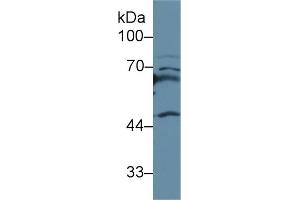 Detection of APOH in Mouse Spleen lysate using Polyclonal Antibody to Apolipoprotein H (APOH) (APOH 抗体  (AA 21-345))