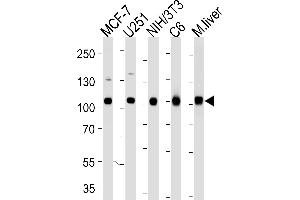 Western blot analysis of lysates from MCF-7, , mouse NIH/3T3, rat C6 cell line and mouse liver tissue lysate (from left to right) using VCP Antibody (ABIN1944899 and ABIN2838502). (VCP 抗体  (AA 1-225))