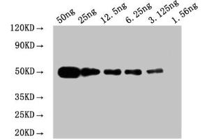 WB: Mouse anti Myc-tagged fusion protein Monoclonal antibody at 1. (Myc Tag 抗体)